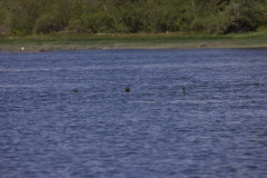 2453354-14-Medium