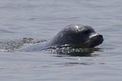 Harbor Seals