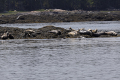 Harbor Seals