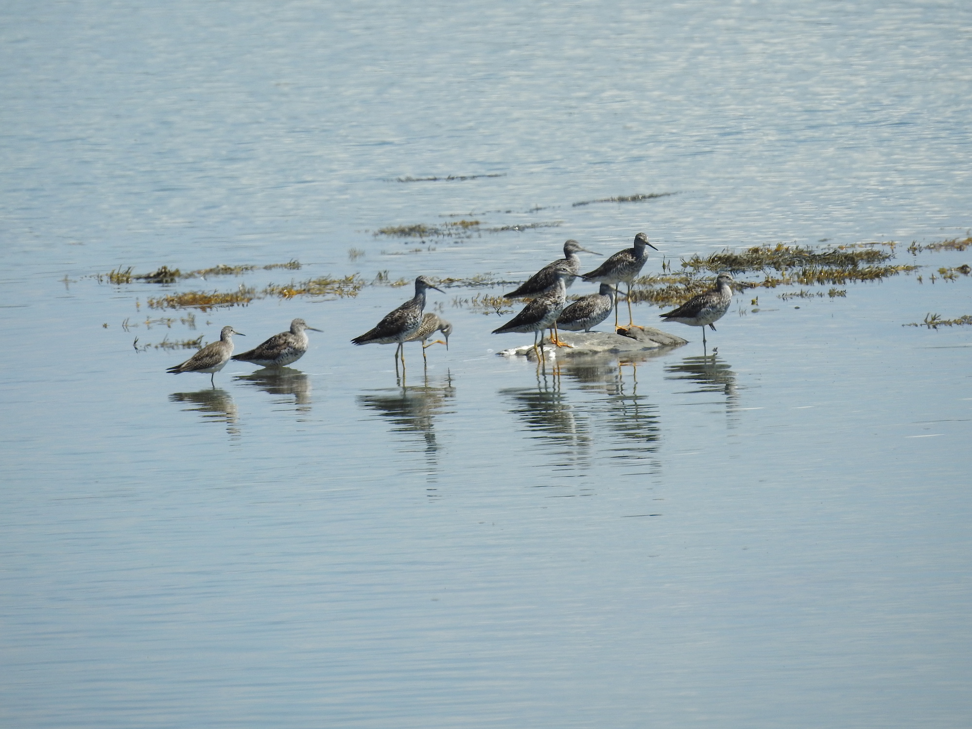 Bagaduce Watershed Birds