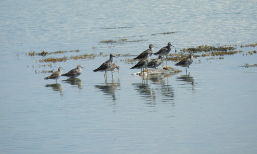 Bagaduce Watershed Birds