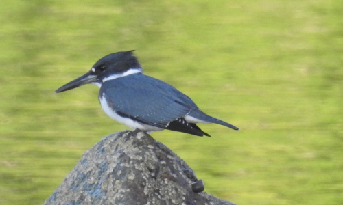 Bagaduce Watershed Birds