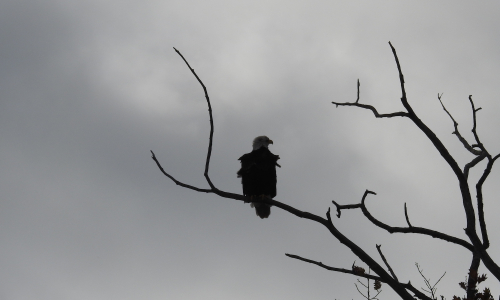 Bagaduce Watershed Birds