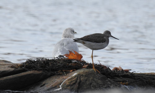 Bagaduce Watershed Birds