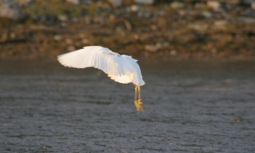Egret
