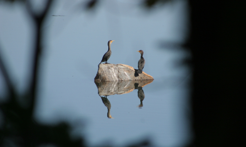 Bagaduce Watershed Birds