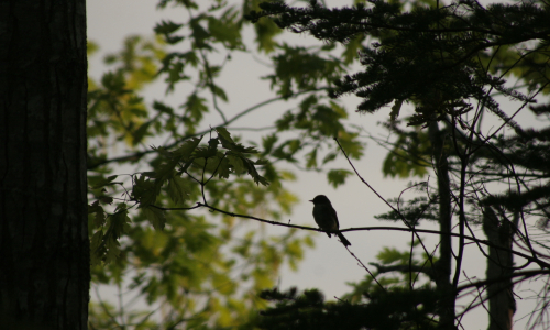 Bagaduce Watershed Birds