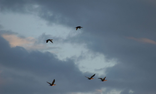 Bagaduce Watershed Birds
