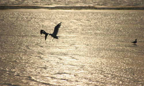 Bagaduce Watershed Birds
