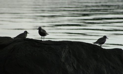 Bagaduce Watershed Birds
