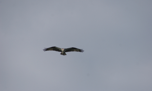 Bagaduce Watershed Birds