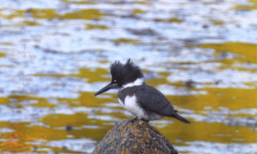 Bagaduce Watershed Birds