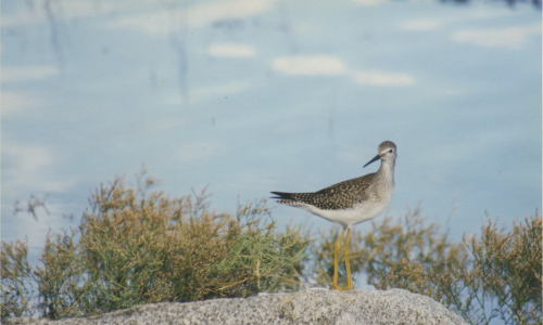 Bagaduce Watershed Birds