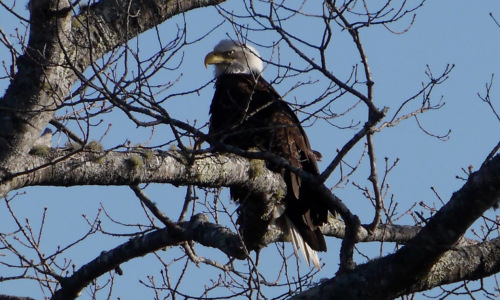 Bald Eagle