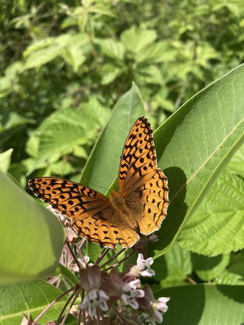 Butterfly, Matt Pilotte (Castine, ME)