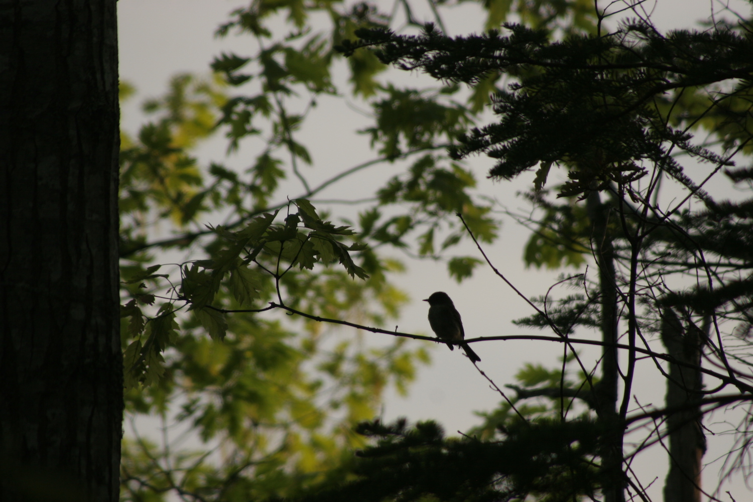 Photo by Caren Plank