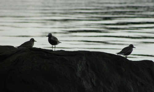 Photo by Caren Plank