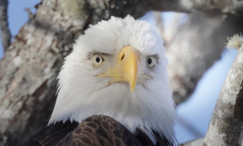 Bald Eagle