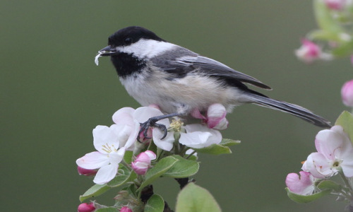Chickadee