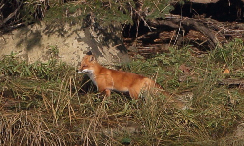 Fox