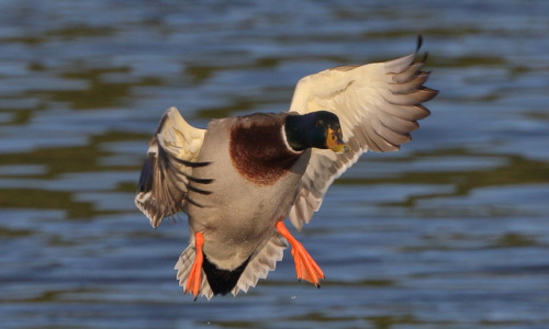 Mallard duck
