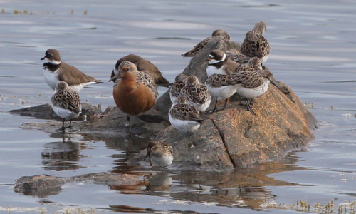 Red Knot Family