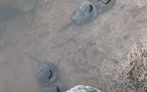 horse-shoe-crabs-2