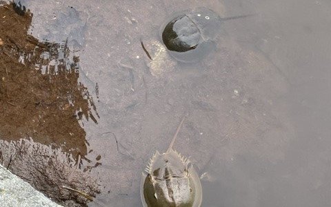 horse-shoe-crabs