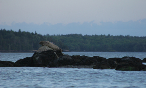 Bagaduce Watershed Seals