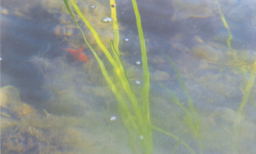 Eelgrass