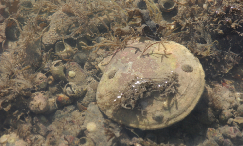Bagaduce Watershed Sealife