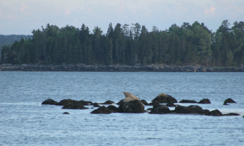 Seals at BWA