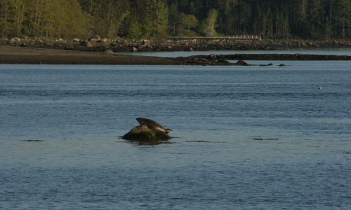 Seals at Bagaduce Watershed